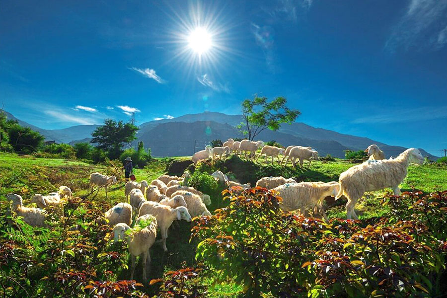 [Review] Đồng cừu An Hòa Ninh Thuận đẹp tựa thảo nguyên Mông Cổ